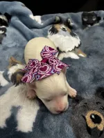 Opal, a female Maltese for sale in Frederic, WI – 1 of 3