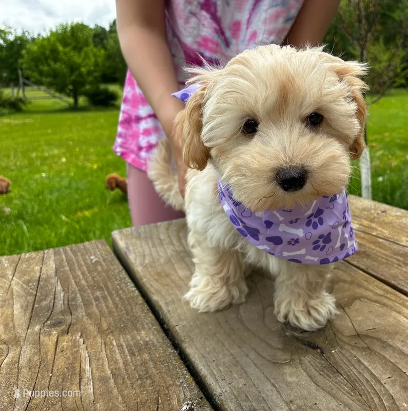 Calcite – Maltipoo puppy for sale in Frederic, WI