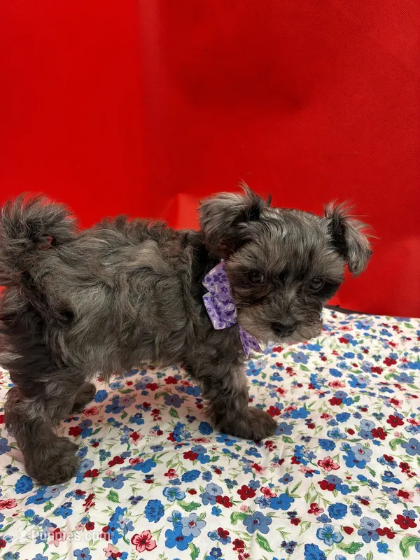 Garnet – Maltipoo puppy for sale in Frederic, WI