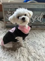 Glacier, a male Maltese for sale in Frederic, WI – Photo 3 of 4