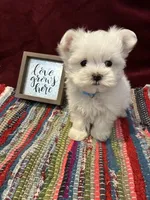 Glacier, a male Maltese for sale in Frederic, WI – Photo 1 of 4