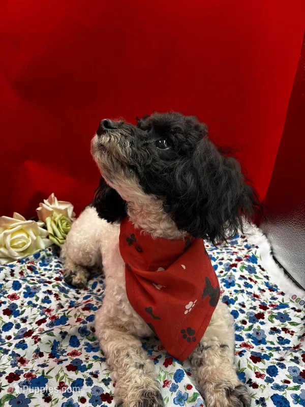 Cameron – Poodle - Toy  puppy for sale in Frederic, WI