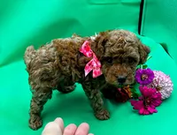 Paris, a female Poodle - Miniature  for sale in Frederic, WI – 3 of 3