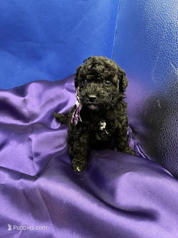 Marina – Maltipoo puppy for sale in Frederic, WI