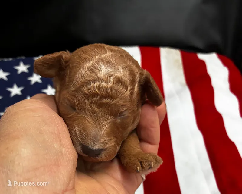 Rome – Poodle - Miniature  puppy for sale in Frederic, WI