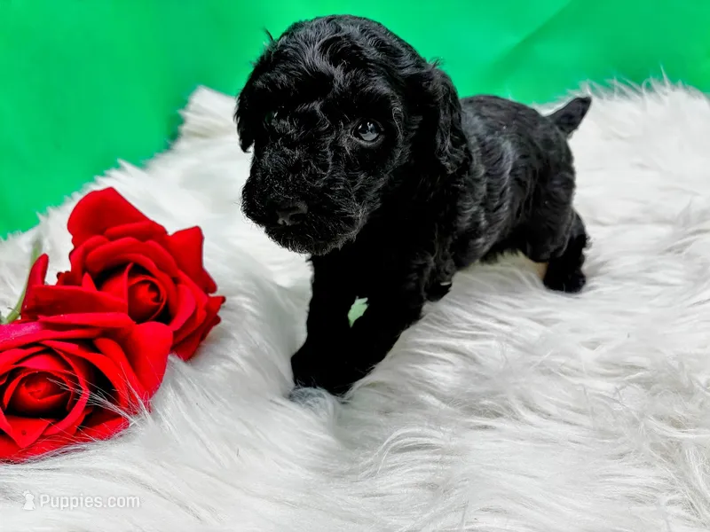 Tango – Poodle - Miniature  puppy for sale in Frederic, WI