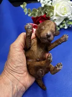 Paris, a female Poodle - Miniature  for sale in Frederic, WI – 1 of 4