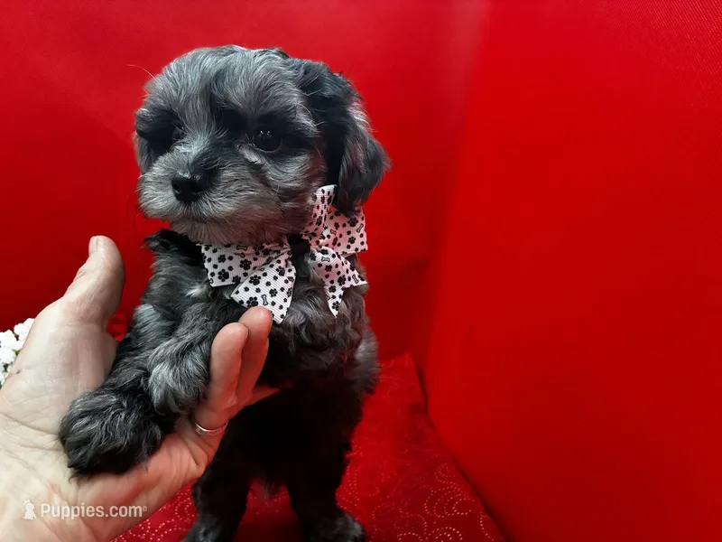 Agate – Maltipoo puppy for sale in Frederic, WI