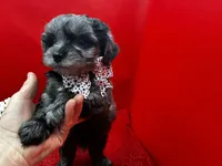Agate, a male Maltipoo for sale in Frederic, WI – 1 of 6