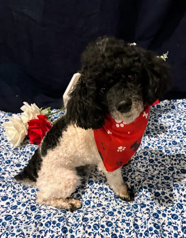 Cameron – Poodle - Toy  puppy for sale in Frederic, WI
