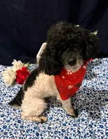 Cameron, a male Poodle - Toy  for sale in Frederic, WI – 1 of 1
