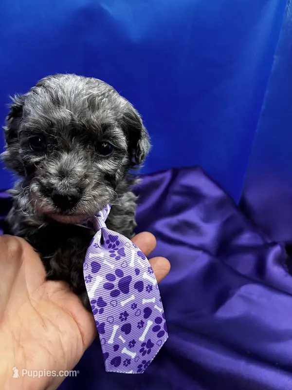Maverick – Maltipoo puppy for sale in Frederic, WI