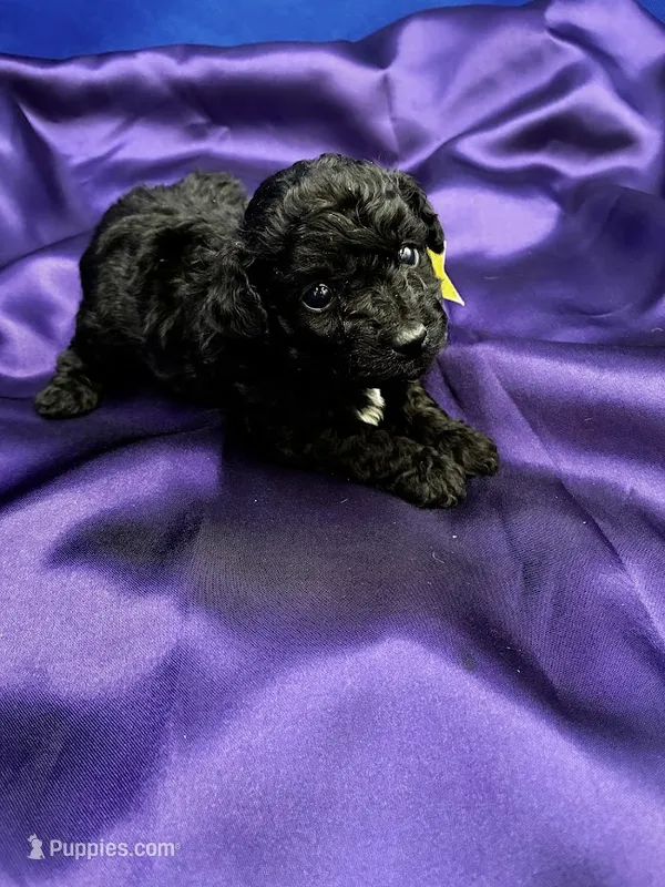Malibu – Maltipoo puppy for sale in Frederic, WI