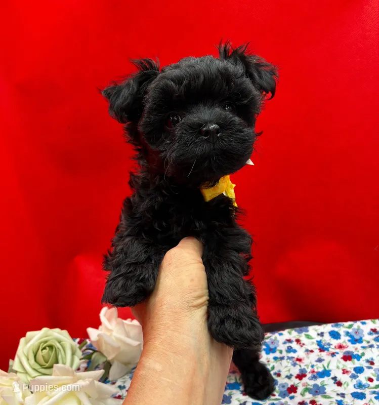 Onix – Maltipoo puppy for sale in Frederic, WI