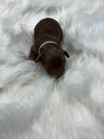 Foxtrot, a female Poodle - Miniature  for sale in Frederic, WI – 3 of 3