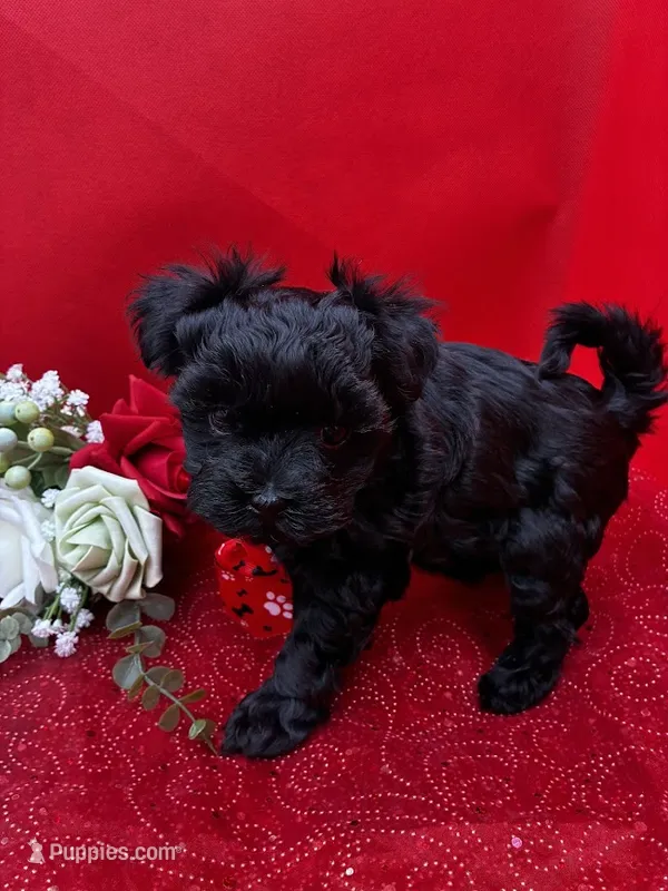Onix – Maltipoo puppy for sale in Frederic, WI
