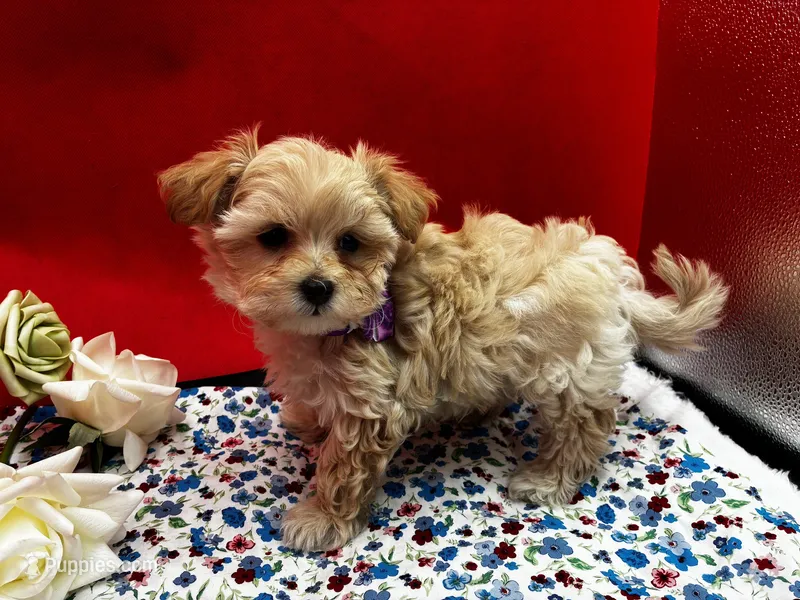Amber – Maltipoo puppy for sale in Frederic, WI