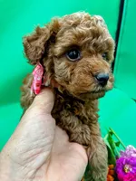 Paris, a female Poodle - Miniature  for sale in Frederic, WI – 1 of 3