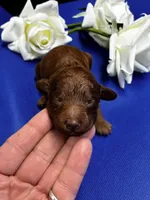 Rome, a male Poodle - Miniature  for sale in Frederic, WI – 3 of 4