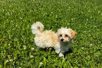 Amber, a male Maltipoo for sale in Frederic, WI – 2 of 5