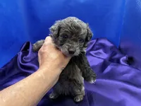 Tide, a male Maltipoo for sale in Frederic, WI – 4 of 6