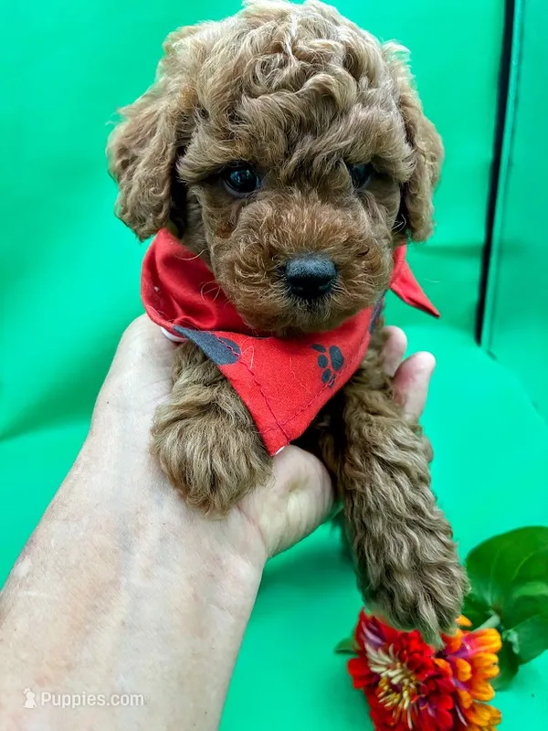 Athens – Poodle - Miniature  puppy for sale in Frederic, WI
