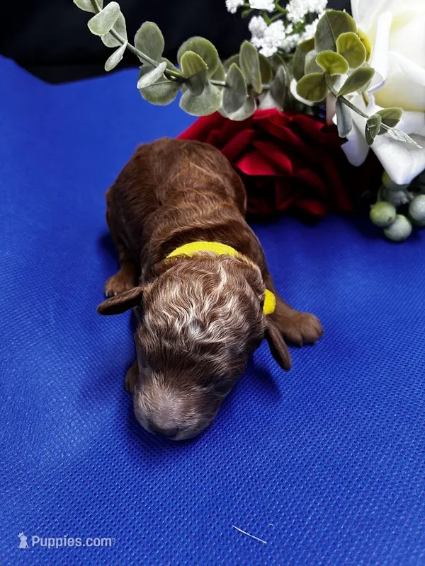 Ruby – Poodle - Miniature  puppy for sale in Frederic, WI