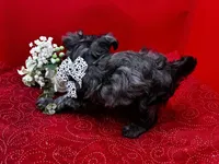 Agate, a male Maltipoo for sale in Frederic, WI – 5 of 6