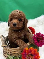 Rome, a male Poodle - Miniature  for sale in Frederic, WI – 3 of 5