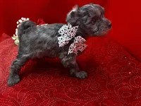 Garnet, a male Maltipoo for sale in Frederic, WI – 2 of 4