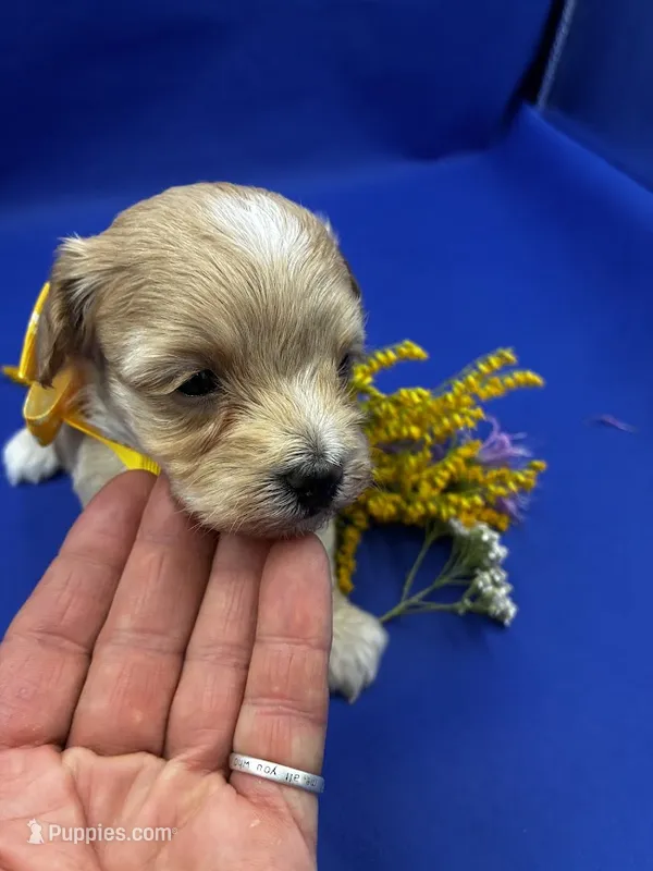 Oliver – Maltipoo puppy for sale in Frederic, WI
