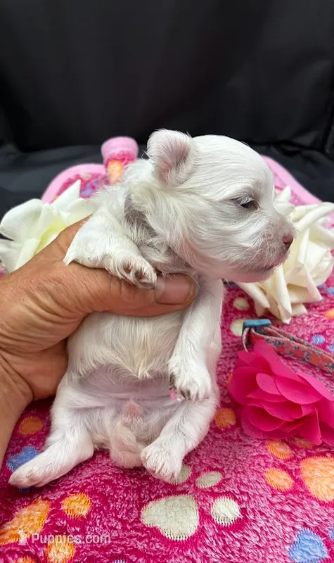 Opal – Maltese puppy for sale in Frederic, WI