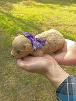 Gouda, a male Maltipoo for sale in Frederic, WI – 3 of 3
