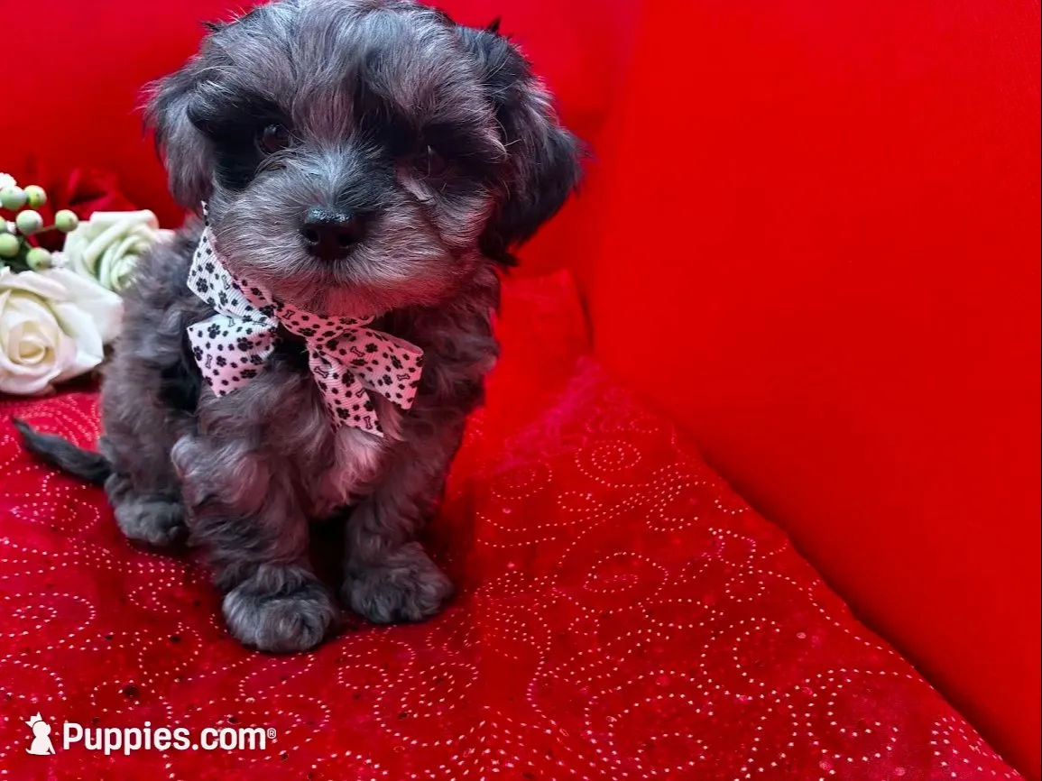 Agate, a male Maltipoo for sale in Frederic, WI – 4 of 6