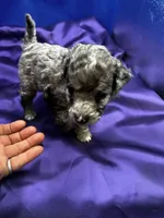 Breeze, a male Maltipoo for sale in Frederic, WI – 4 of 4