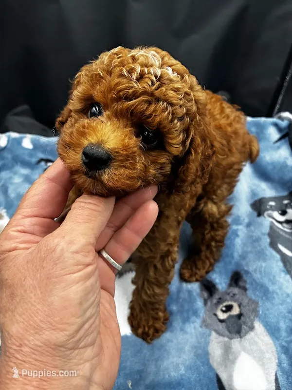 Rome – Poodle - Miniature  puppy for sale in Frederic, WI