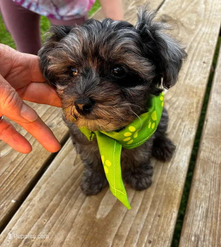 Garnet – Maltipoo puppy for sale in Frederic, WI