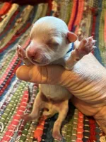 Calcite, a male Maltipoo for sale in Frederic, WI – Photo 2 of 3