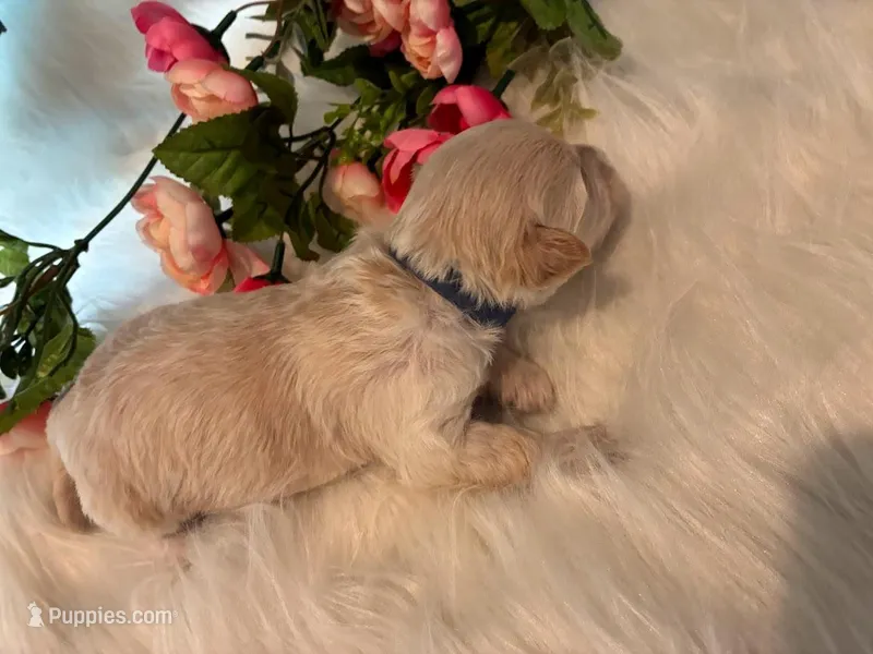 Calcite – Maltipoo puppy for sale in Frederic, WI