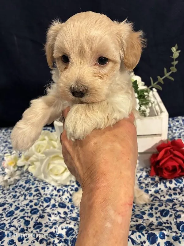 Calcite – Maltipoo puppy for sale in Frederic, WI