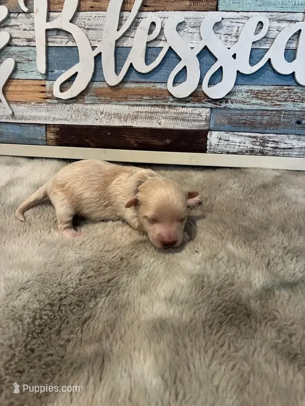Calcite – Maltipoo puppy for sale in Frederic, WI