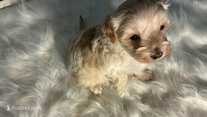 Calcite – Maltipoo puppy for sale in Frederic, WI