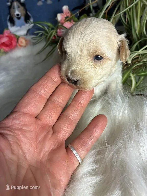 Calcite – Maltipoo puppy for sale in Frederic, WI