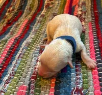 Calcite, a male Maltipoo for sale in Frederic, WI – Photo 1 of 3