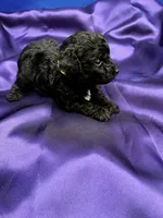 Malibu, a female Maltipoo for sale in Frederic, WI – 3 of 6