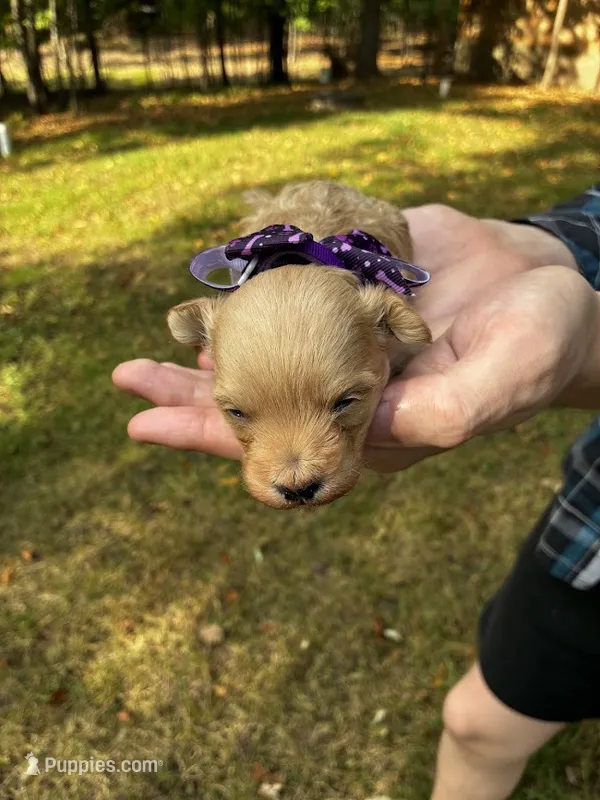 Gouda – Maltipoo puppy for sale in Frederic, WI