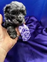 Maverick, a male Maltipoo for sale in Frederic, WI – 3 of 3