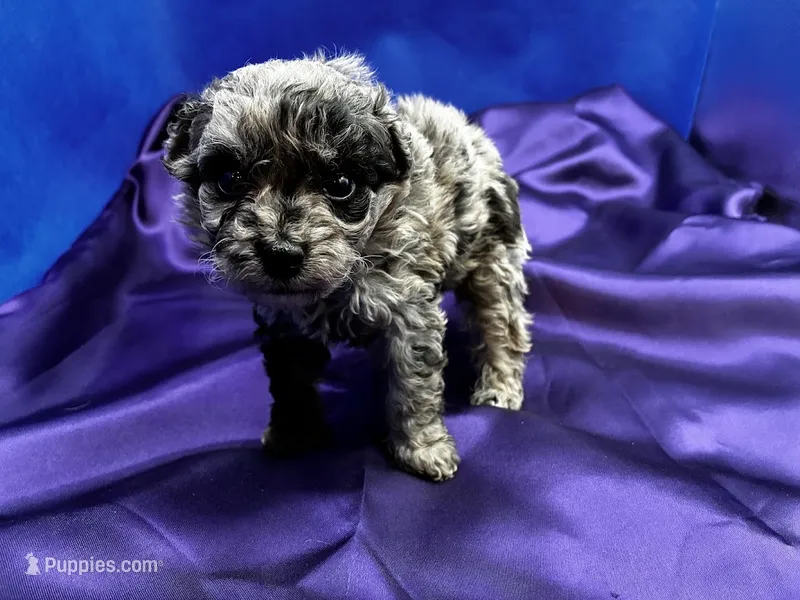 Coral – Maltipoo puppy for sale in Frederic, WI