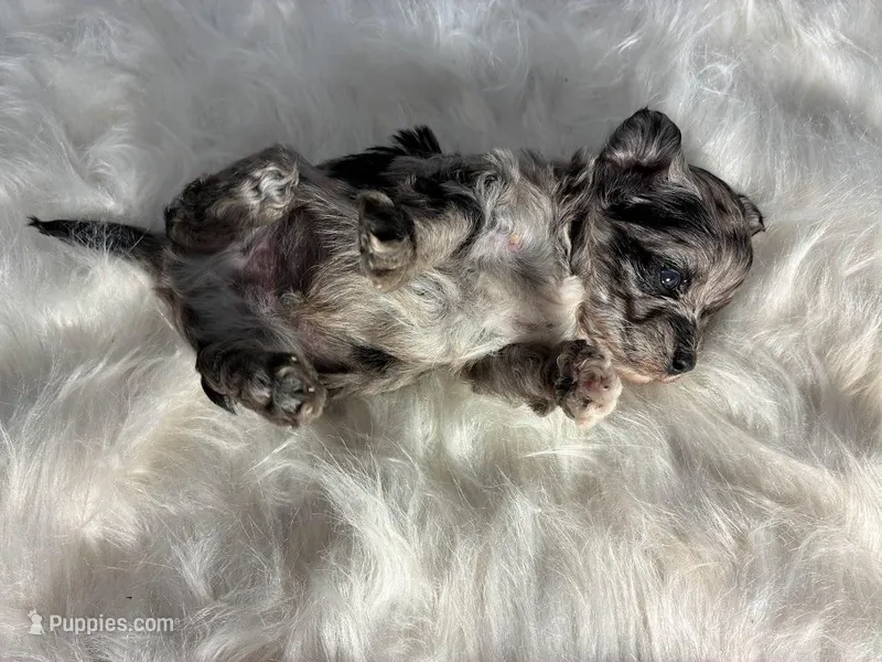 Comet – Maltipoo puppy for sale in Frederic, WI