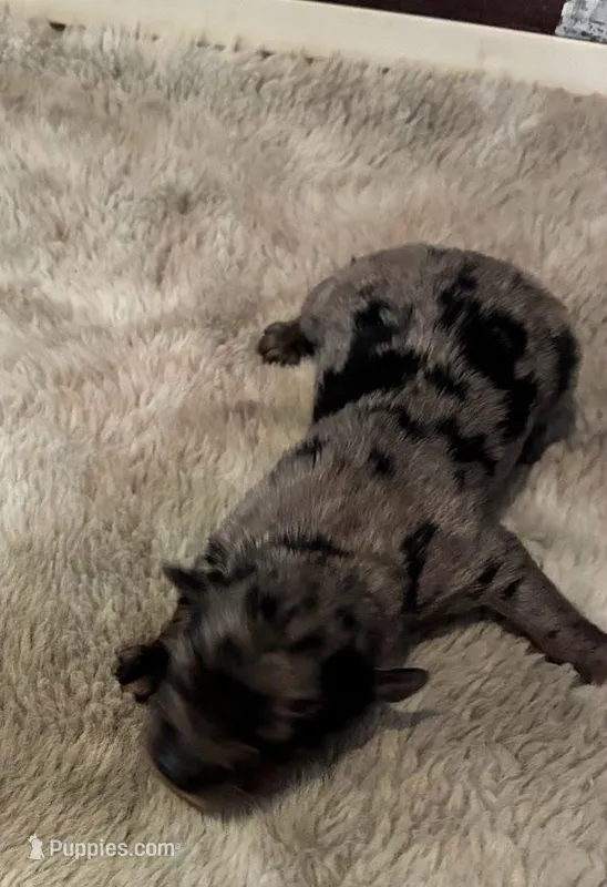 Comet – Maltipoo puppy for sale in Frederic, WI